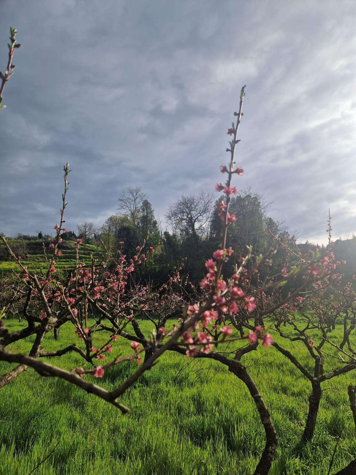 Terreno agricolo Lari, Casciana Terme Lari