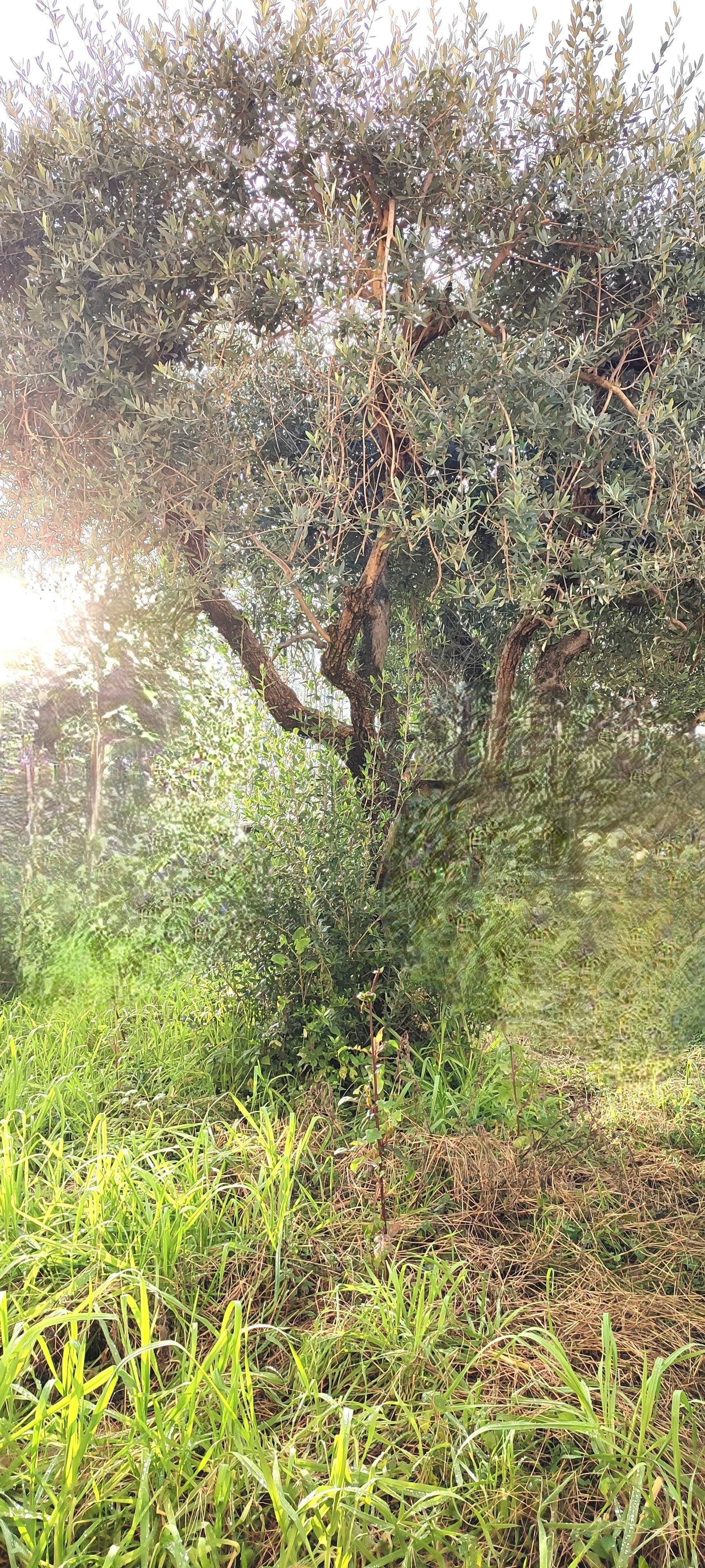 Casa indipendente viale adua, 1, Pistoia