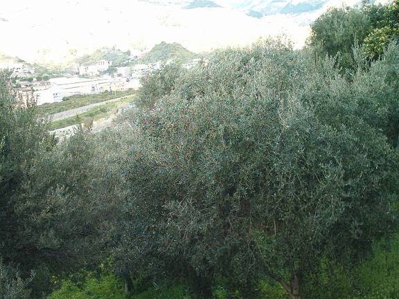 Altro San Sperato, Reggio di Calabria