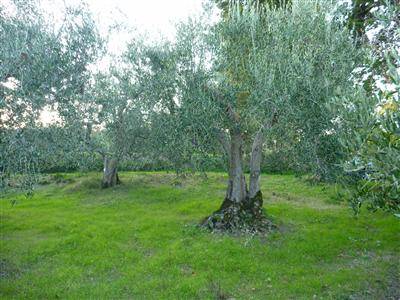 Rustico San Pietro, Montegridolfo