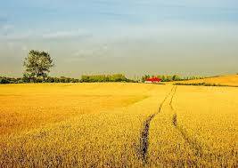 Terreno agricolo Via Enrico Fermi, Sant'Urbano