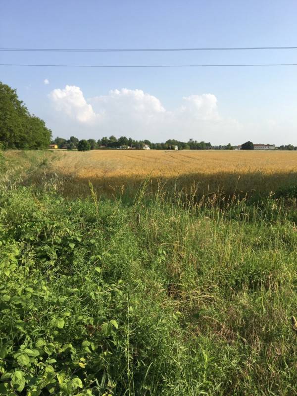 Terreno agricolo Maserà, Maserà di Padova