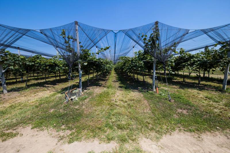 Terreno agricolo Via Argine Zucca, Rovigo
