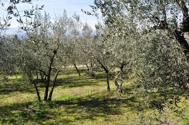 Terreno agricolo Setteponti, Terranuova Bracciolini