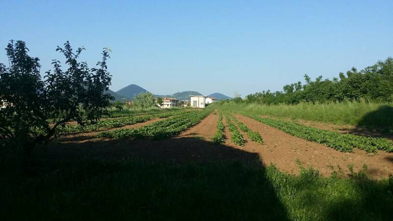 Terreno agricolo Piazza Quattro Novembre, Noventa Vicentina