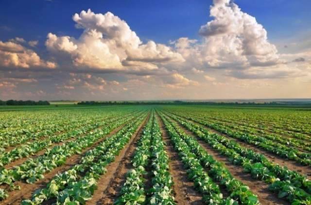 Terreno agricolo Marendole, Monselice