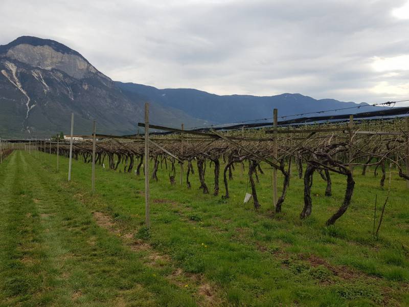 Altro Niclara, Cortaccia sulla strada del vino