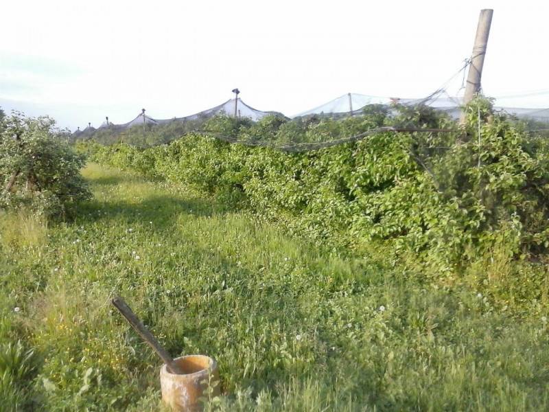 Altro Zerman, Mogliano Veneto