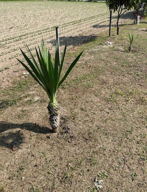 Terreno agricolo San Vito, Vigonza