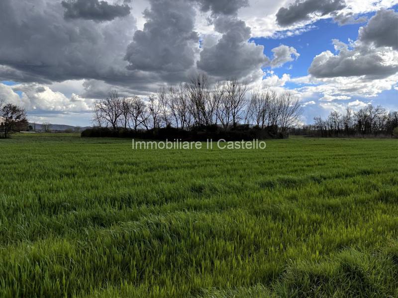 Terreno agricolo Panicarola, Castiglione del Lago