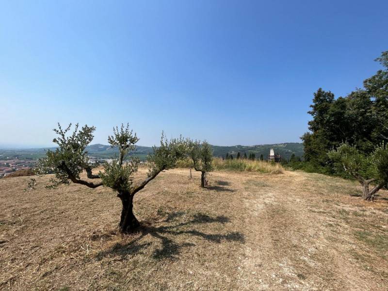 Terreno agricolo Tregnago, Tregnago