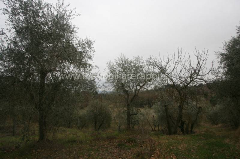 Rustico Cetona, Cetona