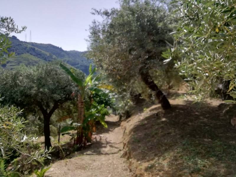 Terreno agricolo, Santa Lucia del Mela