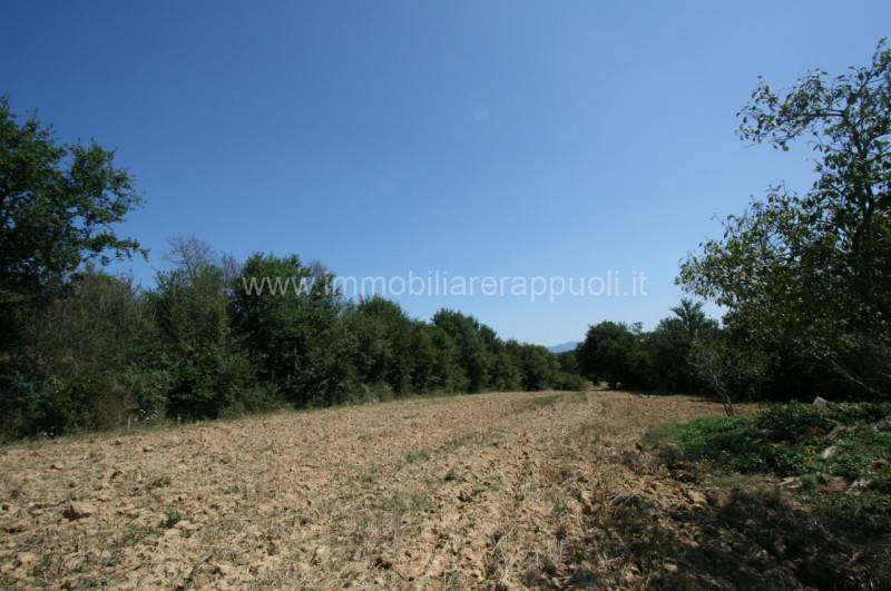 Rustico Lucignano, Lucignano