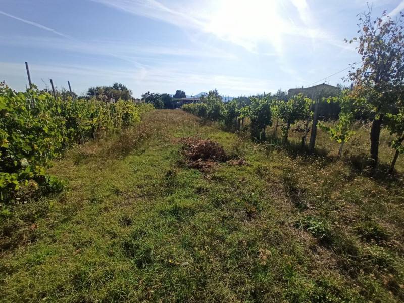 Altro, Castiglione del Lago