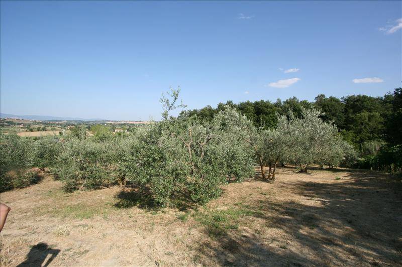 Altro Foiano della Chiana, Foiano della Chiana