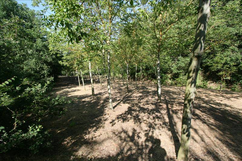 - foto 5
