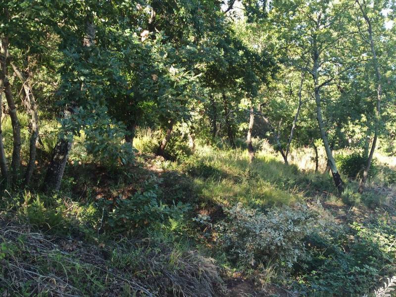 Altro San Feliciano, Magione