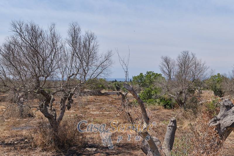 Rustico, Taviano