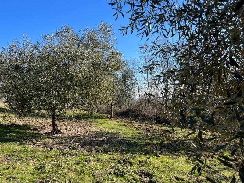 Altro Arquà Petrarca, Arquà Petrarca