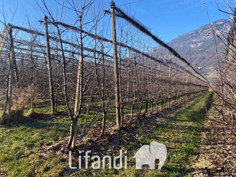 Altro Palude di Caldaro, Caldaro sulla strada del vino