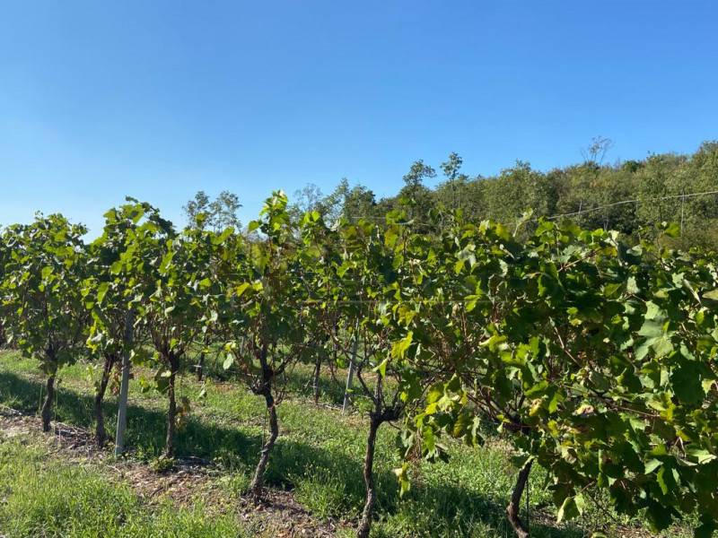 Terreno agricolo Pozzolo, Villaga
