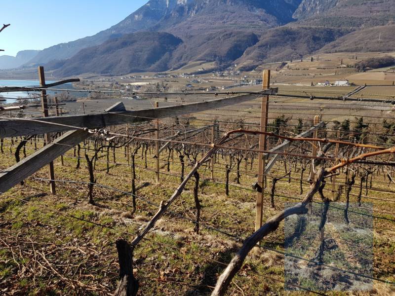 Altro, Caldaro sulla strada del vino