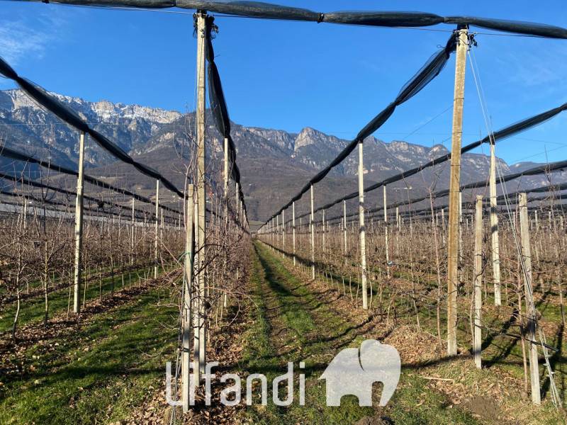 Altro Palude di Caldaro, Caldaro sulla strada del vino