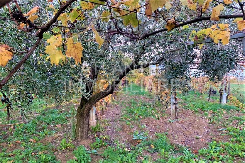 Terreno agricolo Sant 'Andrea in Besanigo, Coriano