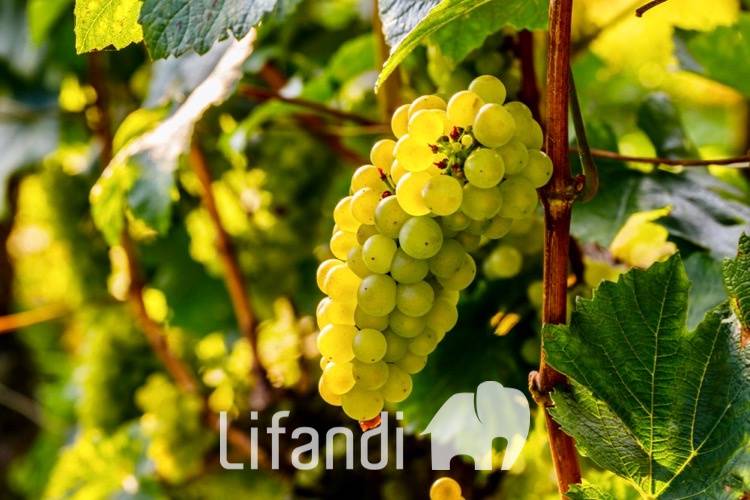 Altro Pianizza di Sopra, Caldaro sulla strada del vino