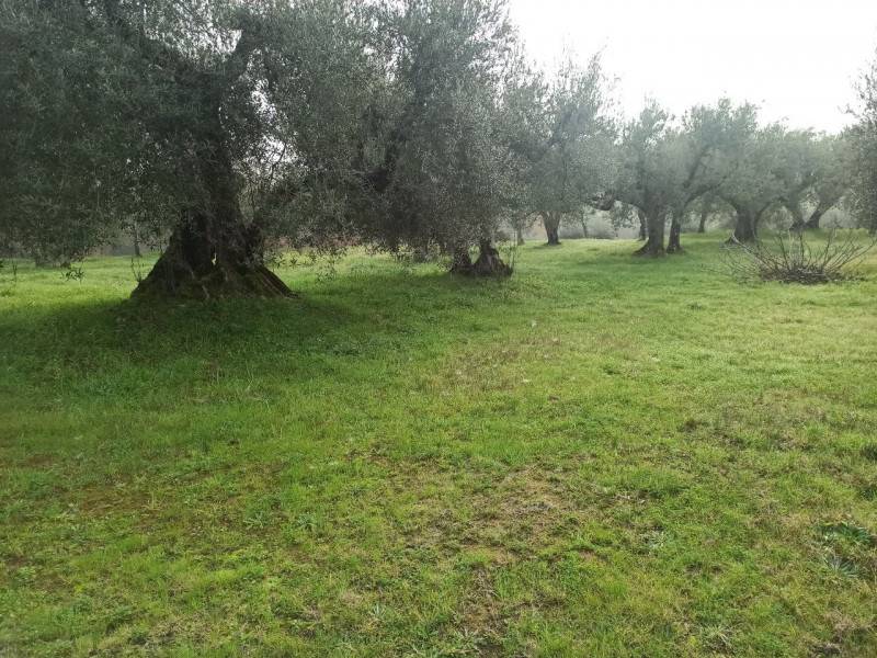Altro Casalini, Panicale