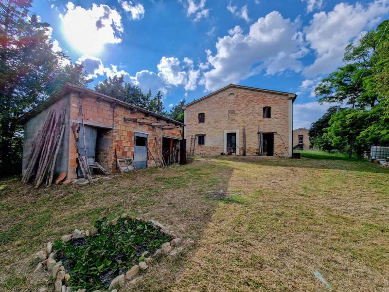 Rustico Monteolivo, Urbino