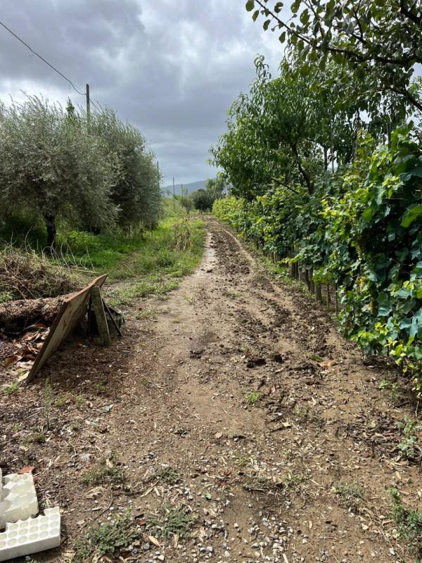 Terreno agricolo Iolo, Prato