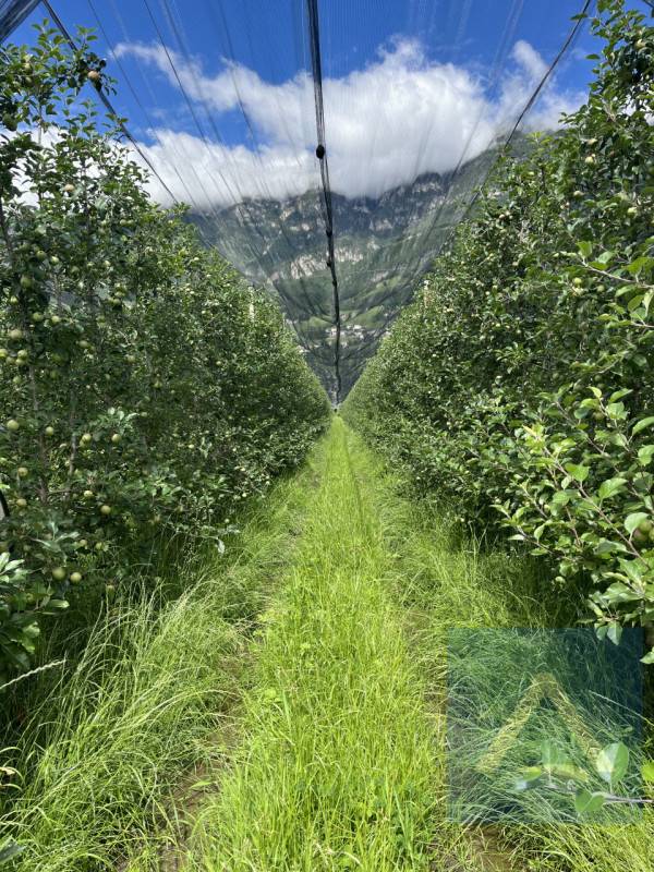 Terreno agricolo, Cortaccia sulla strada del vino