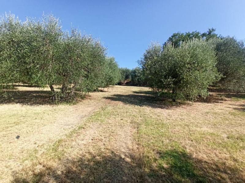 Altro Casamaggiore, Castiglione del Lago