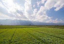 Terreno agricolo, Arzergrande