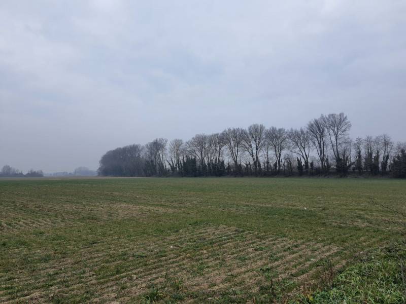 Terreno agricolo Villamarzana, Villamarzana