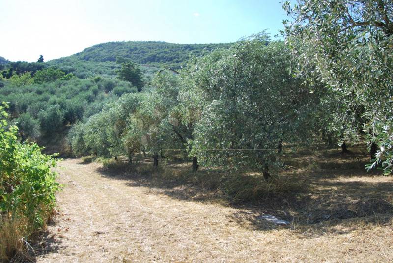 Terreno agricolo Pozzolo, Villaga