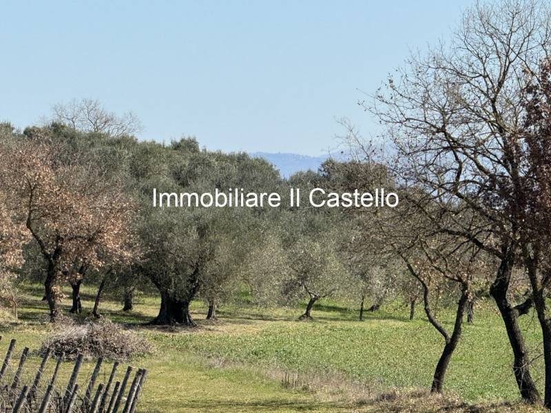 Terreno agricolo Petrignano del Lago, Castiglione del Lago