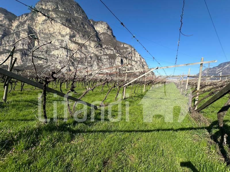 Altro Salorno, Salorno sulla strada del vino