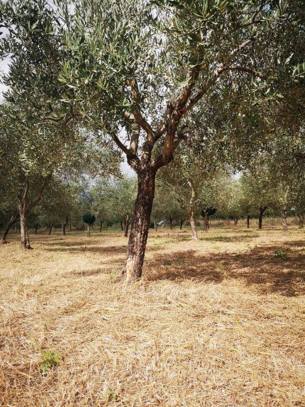 Altro Eboli, Eboli