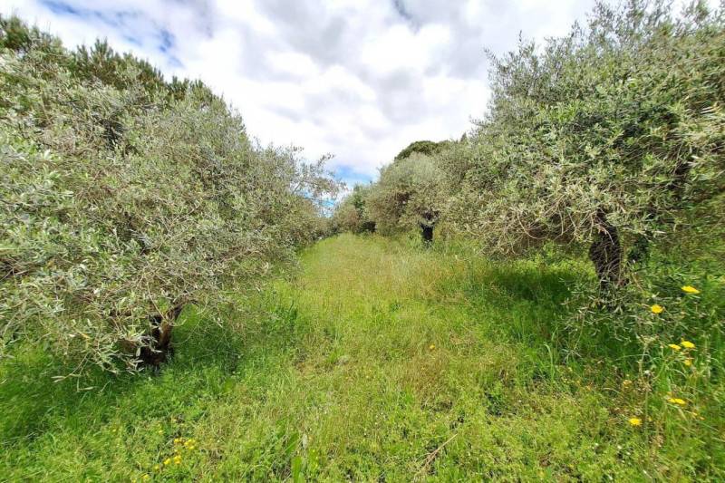 Terreno agricolo, Cerreto Guidi