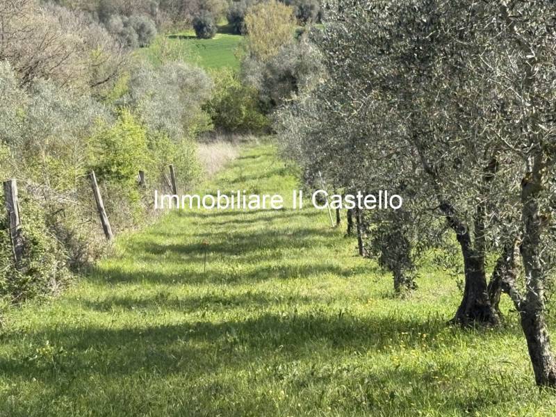 Rustico Pozzuolo, Castiglione del Lago
