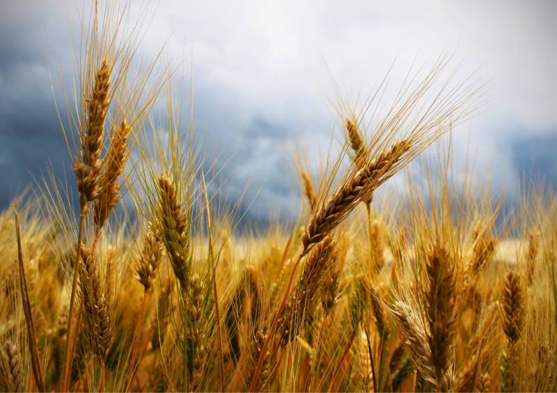 Terreno agricolo Mezzano Superiore, Sorbolo Mezzani