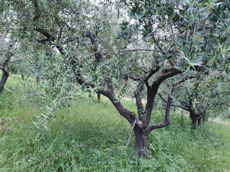 Terreno agricolo Sant 'Angelo in Lizzola, Vallefoglia