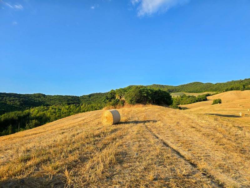 Rustico, Belforte all'Isauro