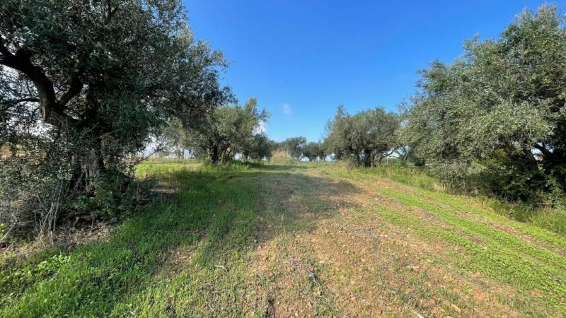 Terreno agricolo Partinico, Partinico