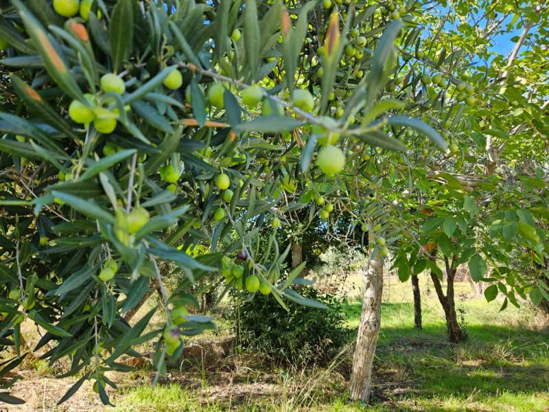 Terreno agricolo Carini, Carini