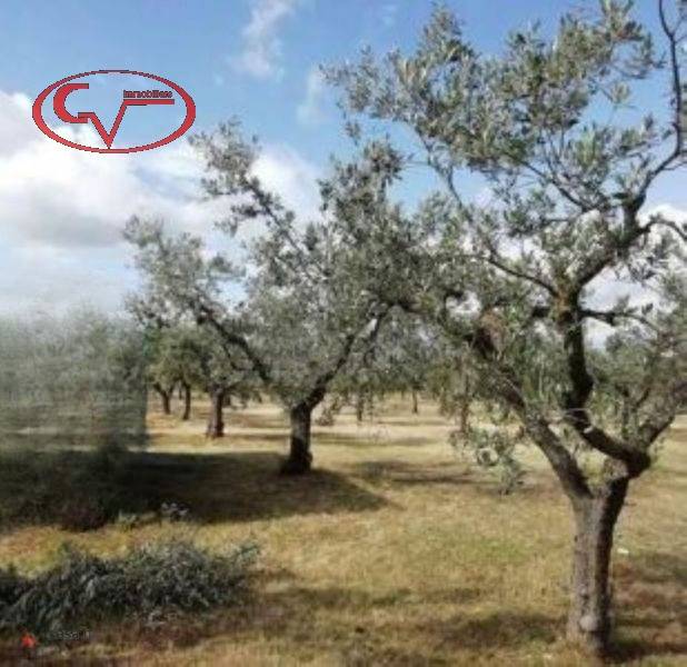 Terreno agricolo Ricasoli, Montevarchi