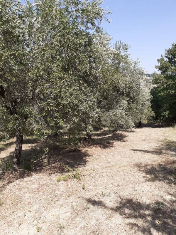 Terreno agricolo, Lucito